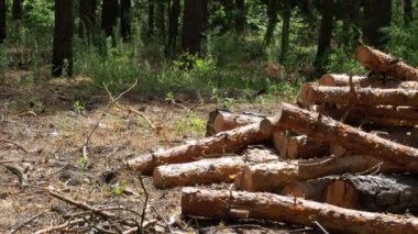 Ormanda devrilmiş ağaç gövdeleri