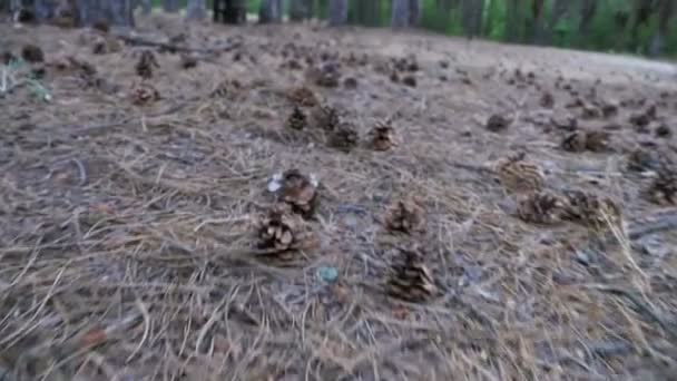 Cones in a Pine Forest. The Camera Moves Low over the Ground — Stock Video