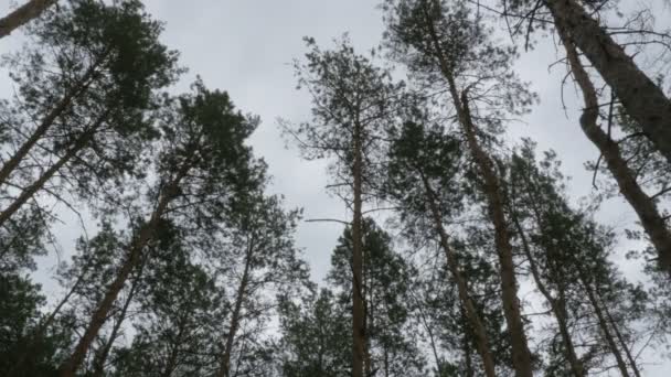 Une forêt de pins. Les cimes des arbres balancent dans le vent contre le ciel 