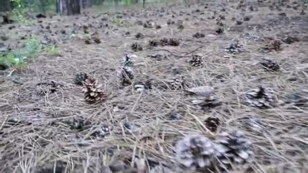 Cones em uma floresta de pinheiro. A câmera se move baixo sobre o solo — Vídeo de Stock