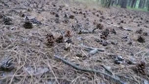 Coni in una pineta. La fotocamera si muove in basso sopra il suolo — Video Stock