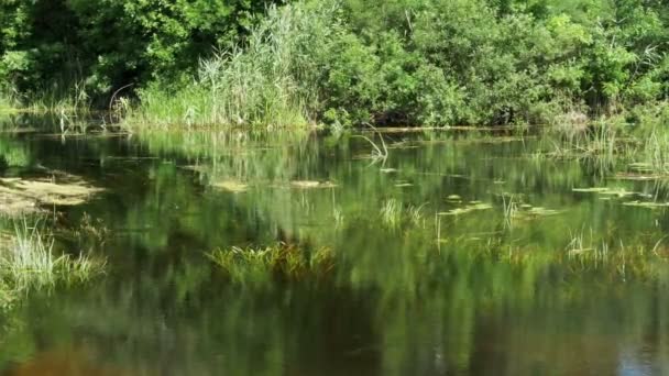 Naturen vid floden, grön Vegetation på stranden av floden — Stockvideo