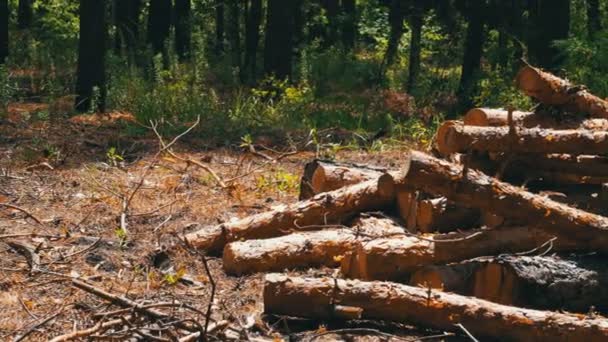 Vágott naplók halmozott az erdő — Stock videók