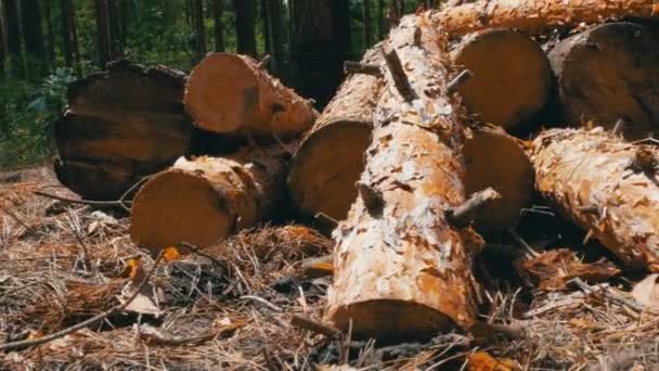 Gekapte boomstammen in het bos — Stockvideo