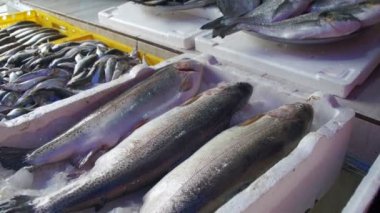 Taze deniz balığı shop