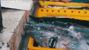 Taze deniz balığı buz Counter piyasada