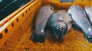 Taze deniz balığı buz Counter piyasada