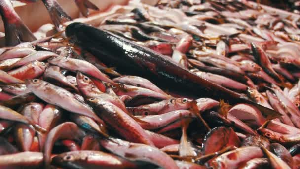 Pescado de mar fresco en tienda — Vídeos de Stock