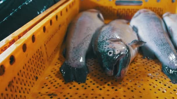 Pescado marino fresco en hielo en el mercado contrario — Vídeo de stock