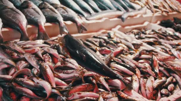 Pescado de mar fresco en tienda — Vídeo de stock