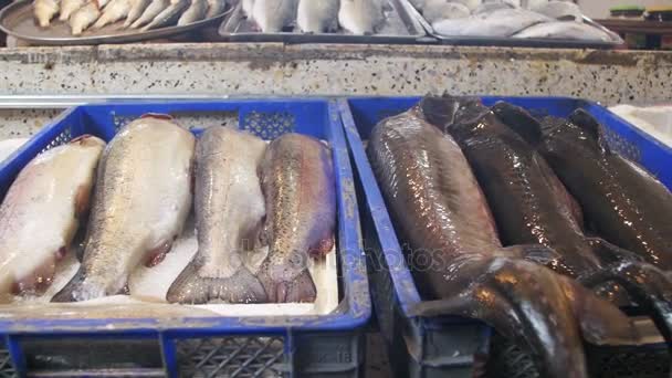 Свіжа морська риба на ринку — стокове відео