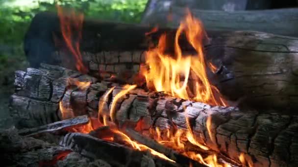 Le feu des branches brûle dans la forêt. Mouvement lent — Video
