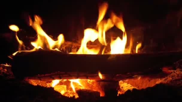 Bonfire s'allume la nuit dans la forêt — Video