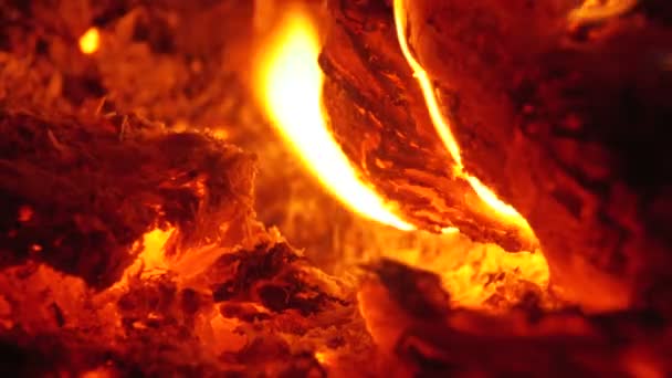 在森林里在晚上点燃的篝火 — 图库视频影像