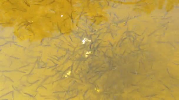 Le poisson dans la rivière mange du pain — Video