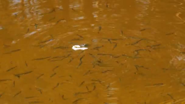 Vis in de rivier eet brood — Stockvideo