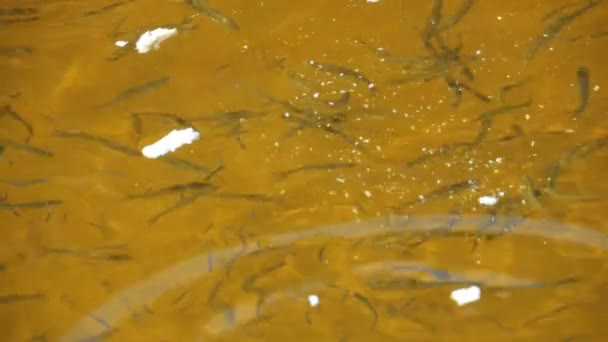 Alimentação de peixes com pedaços de pão em câmera lenta — Vídeo de Stock