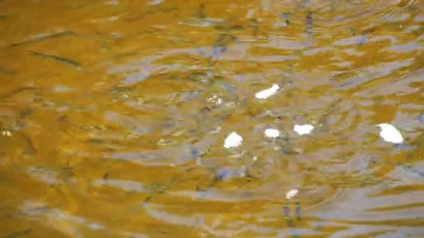 Nourrir les poissons avec des morceaux de pain au ralenti 