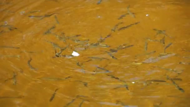 Feeding Fish with Pieces of Bread in Slow Motion — Stock Video