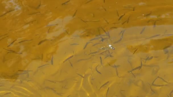 Кормление рыбы кусками хлеба в медленном движении — стоковое видео