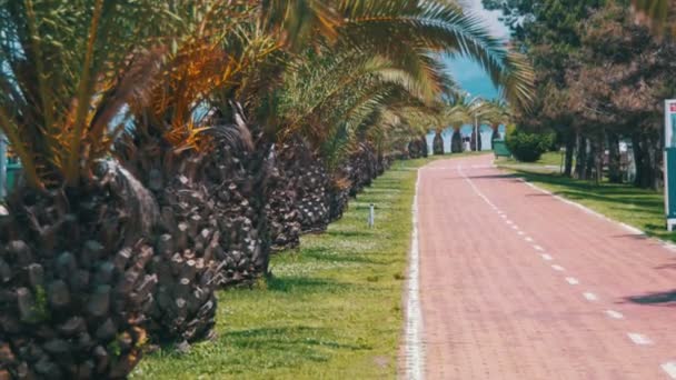 Red Path with Sign for Bicyclists and Palm Trees in the Resort City — Stock Video