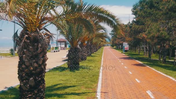 自行车道和在城市度假村的棕榈树 — 图库视频影像