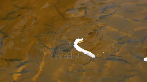 Nourrir les poissons avec des morceaux de pain au ralenti 