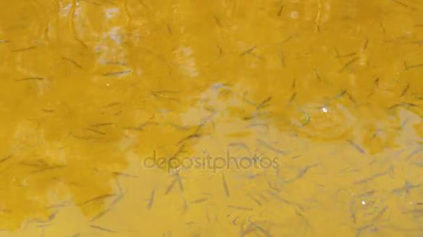 Fisch im Fluss frisst Brot — Stockvideo