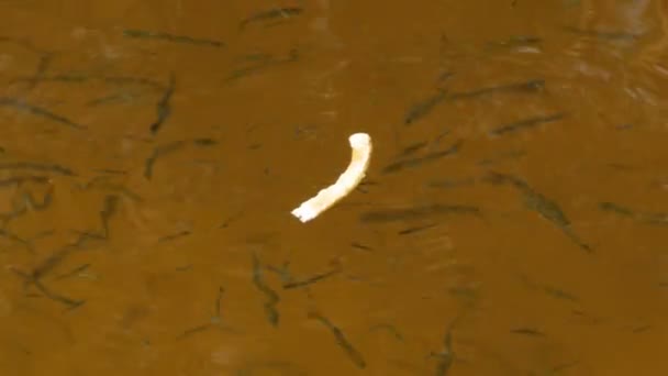 Fisch im Fluss frisst Brot — Stockvideo