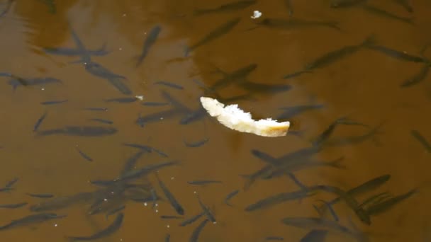 Кормление рыбы кусками хлеба в медленном движении — стоковое видео