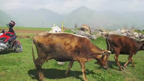 牛は、アルメニアの山でキャニオンの崖に沿って移動します。背景の Motobike — ストック動画