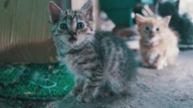 Küçük gri ve beyaz yavru kedi görünüyor kameraya sokak