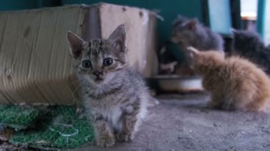 Küçük gri ve beyaz evsiz kedi yavrusu fotoğraf makinesine benziyor. Ağır çekim