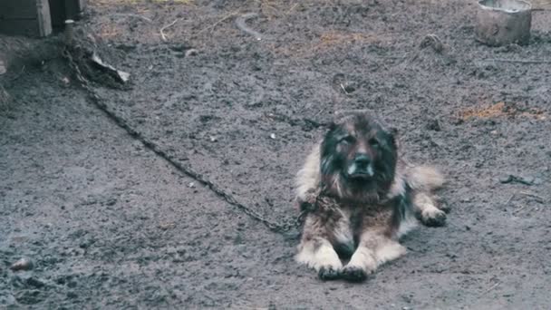 Um cão de guarda acorrentado na aldeia. Cão preso com corrente curta ao seu canil . — Vídeo de Stock