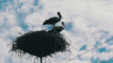 Bir yuva bir ayağı yüksek gerilim üzerinde oturan leylek gökyüzü arka plan satırlarında güç