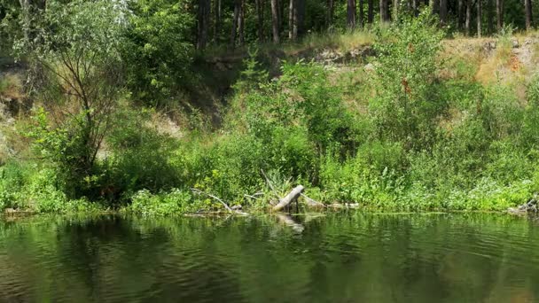 Naturen vid floden, grön Vegetation på stranden av floden — Stockvideo