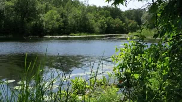 Naturen vid floden, grön Vegetation på stranden av floden — Stockvideo