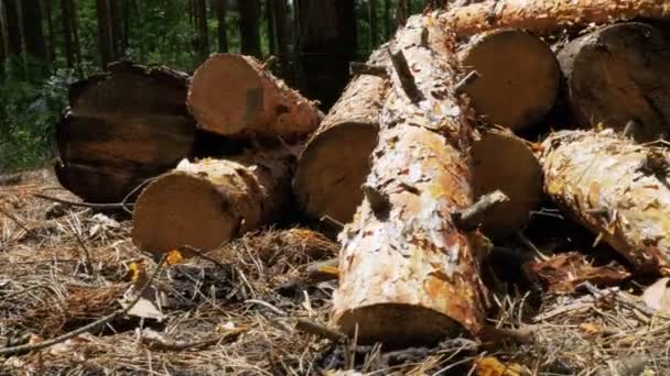 Les billes coupées sont empilées dans une forêt — Video