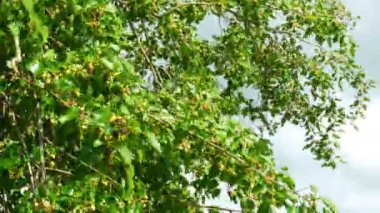 Dut meyve ağacı, doğada taze Berry üzerinde