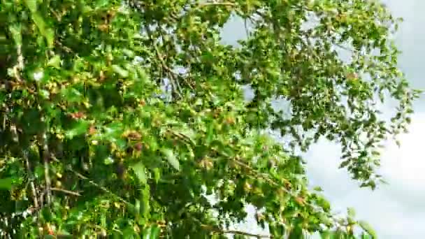 Maulbeerfrucht am Baum, frische Beeren in der Natur — Stockvideo