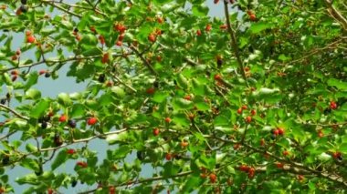 Dut ağacı dalları gökyüzüne karşı asılı