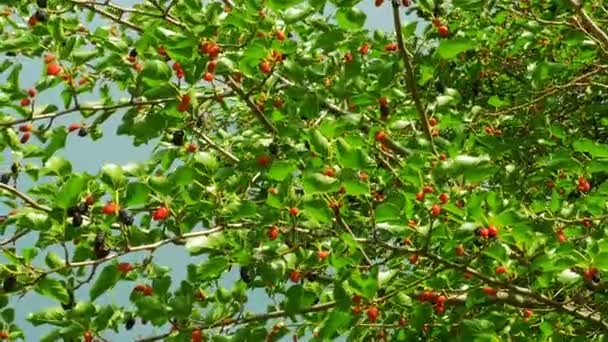 Mulberry pendurado em ramos de árvore contra o céu — Vídeo de Stock