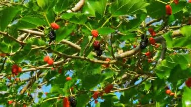 Dut meyve ağacı, doğada taze Berry üzerinde