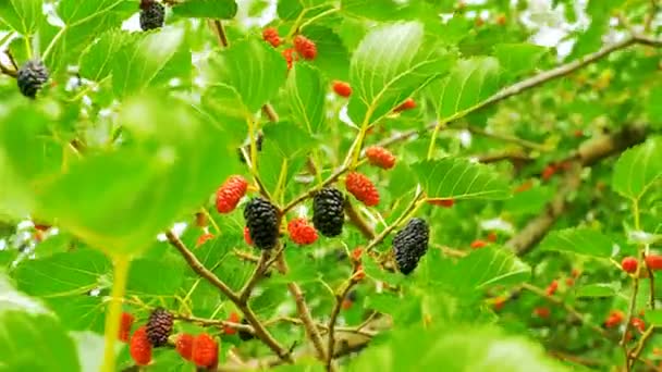 Morera colgando de ramas de árboles contra el cielo — Vídeos de Stock