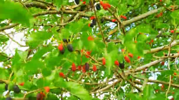 Maulbeerfrucht am Baum, frische Beeren in der Natur — Stockvideo