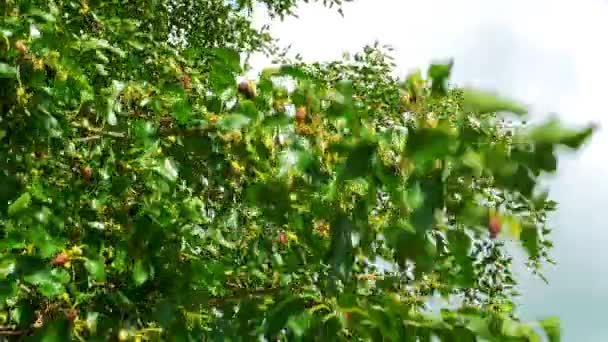 Morera colgando de ramas de árboles contra el cielo — Vídeos de Stock