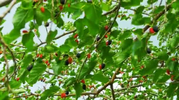 Moruše, zavěšené na větve stromů proti obloze — Stock video