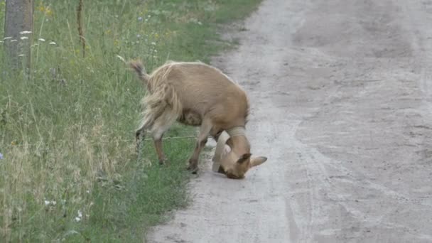 Die Ziege kratzt die Hörner auf dem Boden. eine kleine Ziege im Dorf — Stockvideo