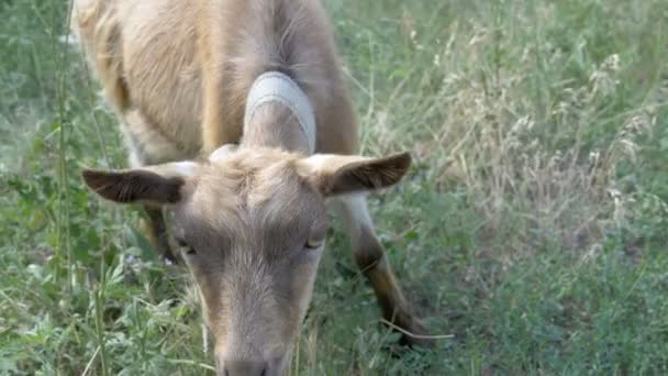 Una cabra pequeña en el pueblo — Vídeos de Stock