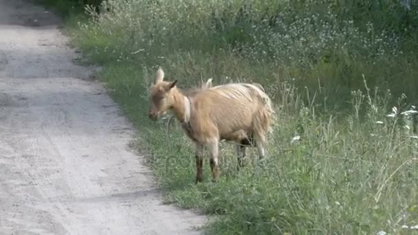 De geit krassen de hoorns op de grond. Een kleine geit in het dorp — Stockvideo